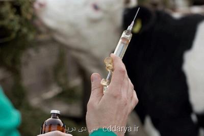 صرفه جویی ارزی 5 میلیون دلاری با تولید یک نوع واکسن دامی