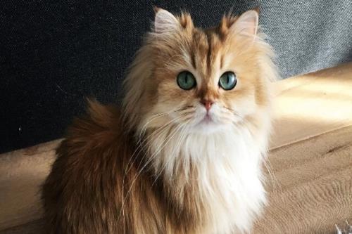 بررسی حرکات گربه برای درمان لطمه های نخاعی