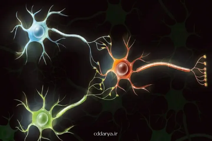 دانشمندان از سلول های مغز انسان کامپیوتر می سازند