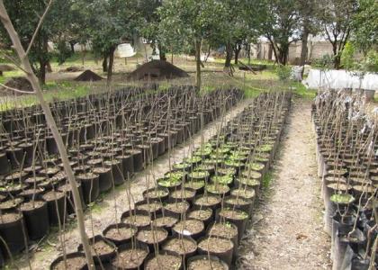 تولید نهال های اصلاح شده عاری از ویروس توسط محققان كشور