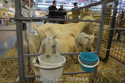 ضدعفونی كننده نانو ویژه دام و طیور تولید شد